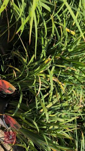 6 X SCHIZOSTYLIS OREGON SUNSET
