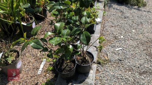 3 X CAMELLIA RUBY WEDDING