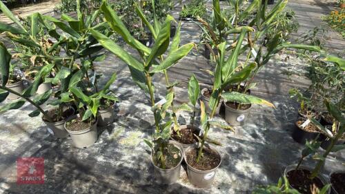3 X HEDYCHIUM SAMSHERI GINGER LILY