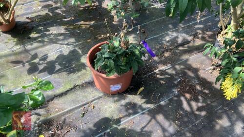 1 X UNKNOWN PLANT