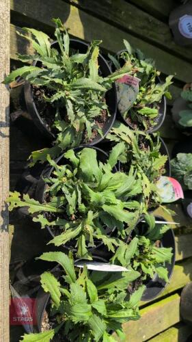 6 X LEUCANTHEMUM MOUNT HOOD""