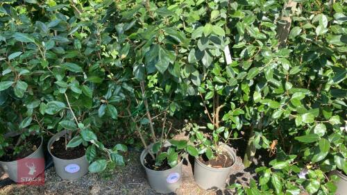 2 X ELEAGNUS X EBBINGEI