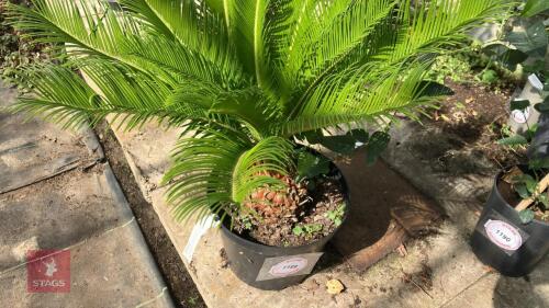 1 X CYCAS REVOLUTA