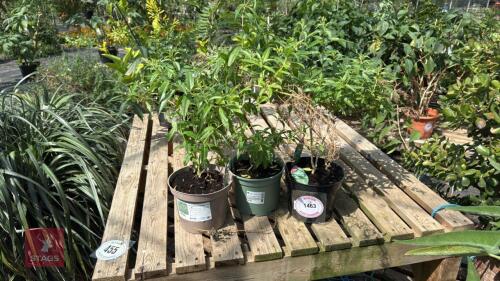 3 X LIPPIA CITRIODORA PLANTS