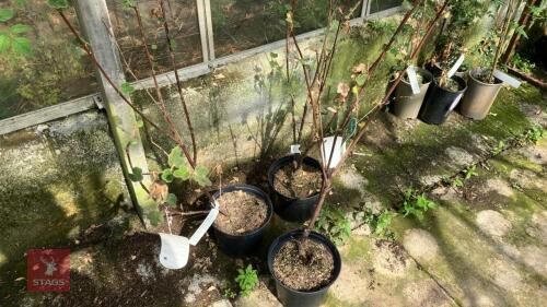 3 X FREMONTODENDRON CALIFORNICUM