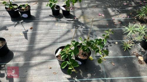2 X BOUGANVILLEA POULTON SPECIAL