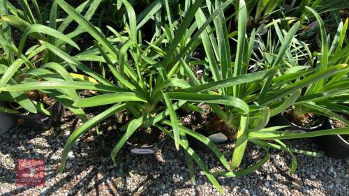 4 X AGAPANTHUS WHITE