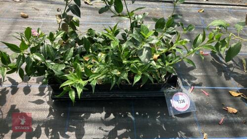 1 TRAY OF SARCOCOCCA WALLICHIANA