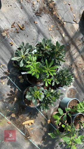 6 X PITTIOSPORUM TOBIRA