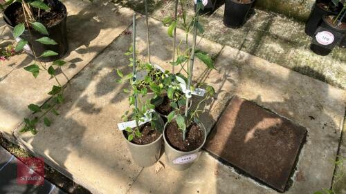 4 X HOLBOELLIA LATIFOLIA