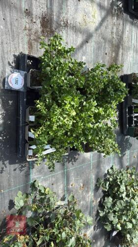 2 PART TRAY OF JUSTICIA RIZZINII