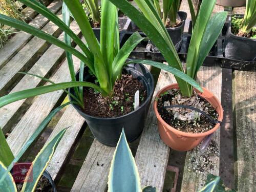 2 X HIPPEASTRUM
