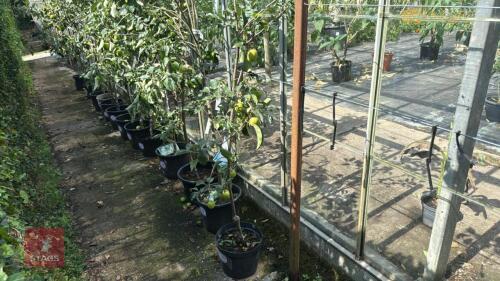 1 X FRUIT APPLE GOLDEN DELICIOUS