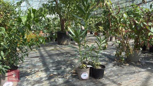 3 X NERIUM OLEANDER