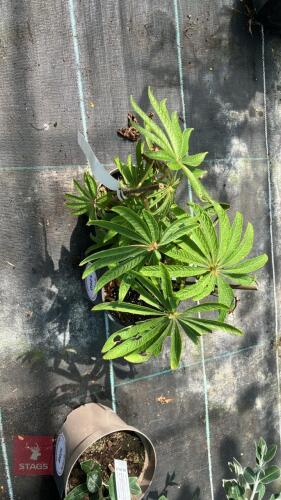 2 X BEGONIA LUXURIANS