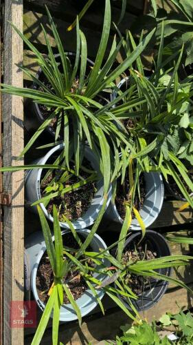 7 X AGAPANTHUS TWISTER""