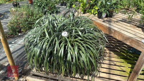 1 X FASCICULARIA BICOLOUR