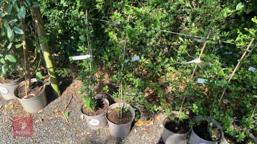 2 X PYRACANTHA COCCINEA