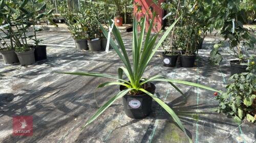 1 X FURCRAEA FLOWER OF THE INCA KING