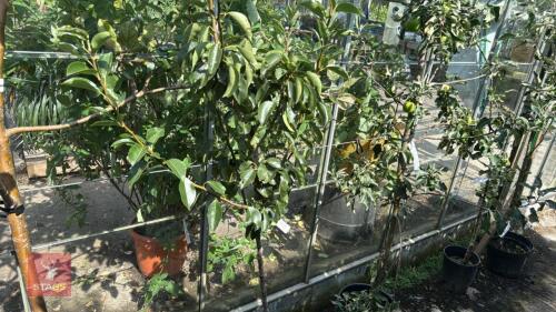 1 X FRUIT PYRUS BETH