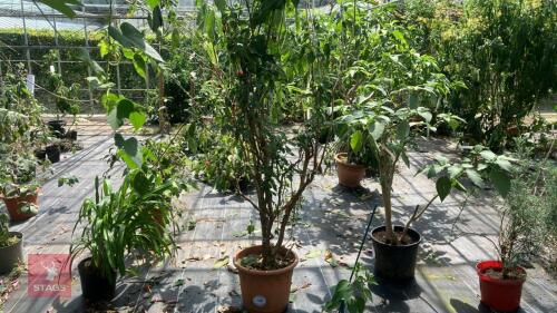 1 X UNKNOWN PLANT