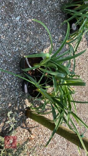3 X TUIBAGHIA SIMMIERI