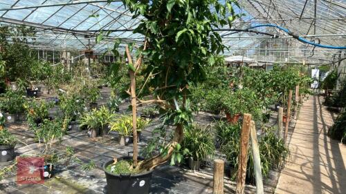 1 X LONICERA HILDEBRANDIANA