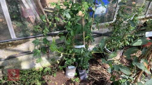 3 X PASSIFLORA COCUYENSIS NOVA