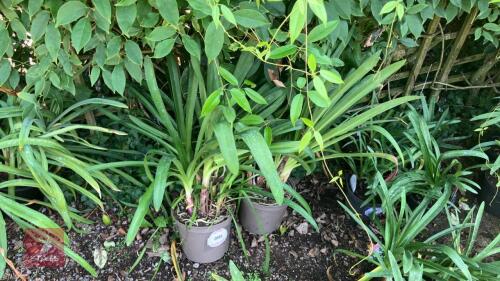 2 X AGAPANTHUS