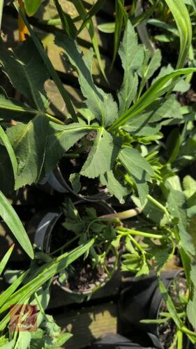 2 X NORWEGIAN ANGELICA