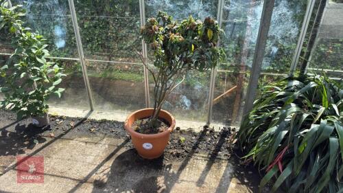 1 X JUSTICA CARNEA