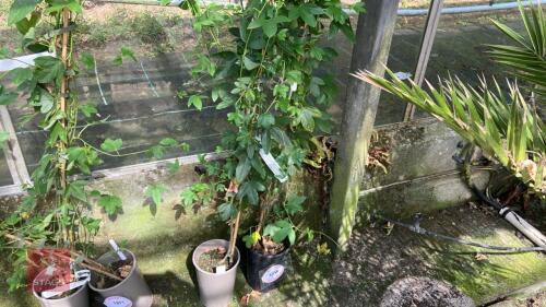 2 X PASSIFLORA EXONENSIS PASSION FLOWER