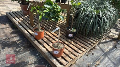 1 X CITRUS SIMENSIS ORANGE