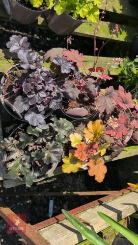 5 X HEUCHERA PERENNIALS