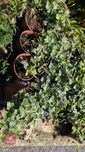 15 X IVY