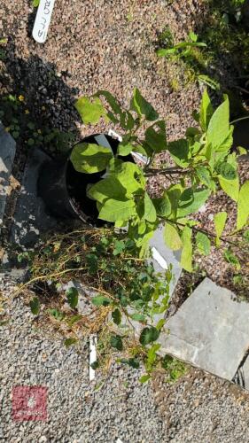2 X MIXED PLANTS