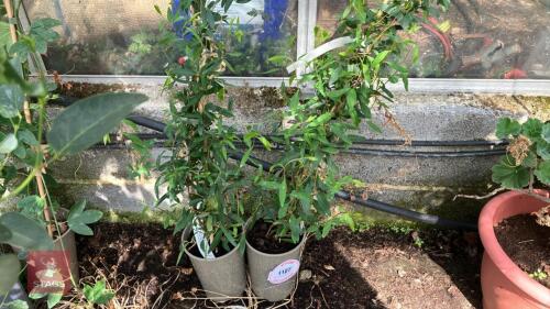 2 X SOLLYA HETEROPHYLLA