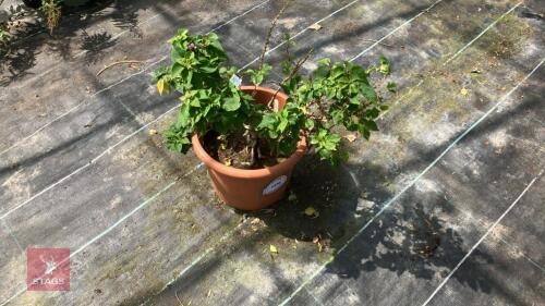 1 X BOUGAINVILLEA PIXIE