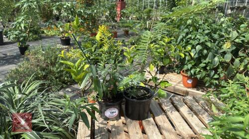 2 X MIXED PLANTS