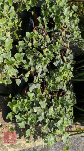 13 X IVY