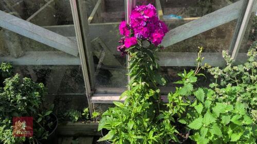 3 X MIXED PERENNIALS