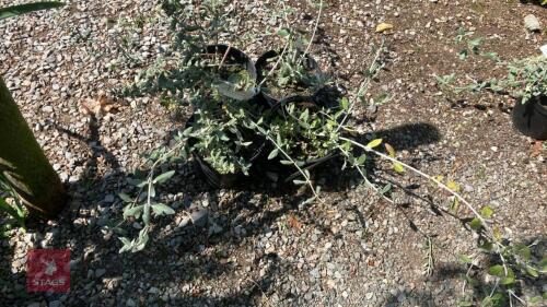 4 TEUCRIUM FRUITICANS SHRUBBY GERMANDER