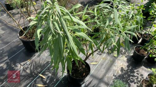 1 X ECHIUM CANDICANS