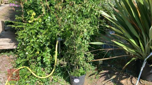 1 X CORNUS MAS CORNELION CHERRY