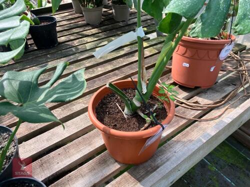1 X MONSTERA DELICIOSA