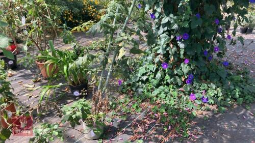 1 X DAHLIA IMPERALIS