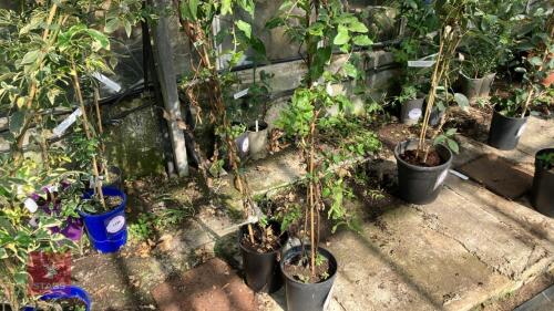 2 X ERCILLA VOLUBILIS
