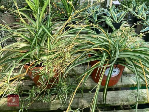 2 X SPIDER PLANT