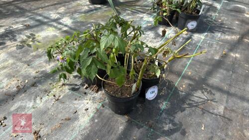4 X DAHLIA MERCKII