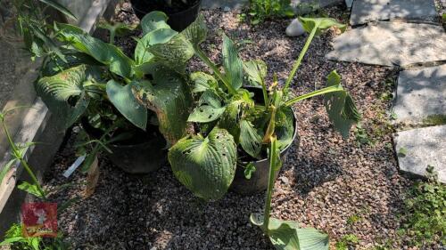 2 X HOSTA